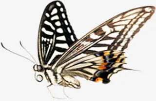 春天美景蝴蝶创意设计免抠