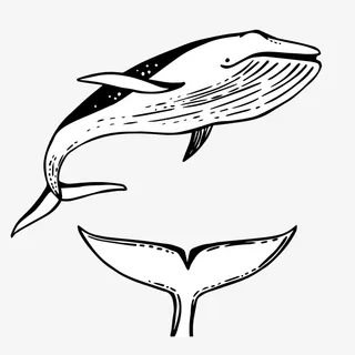 简笔画鲸鱼尾巴免抠