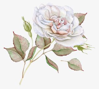 手绘花卉花朵装饰免抠