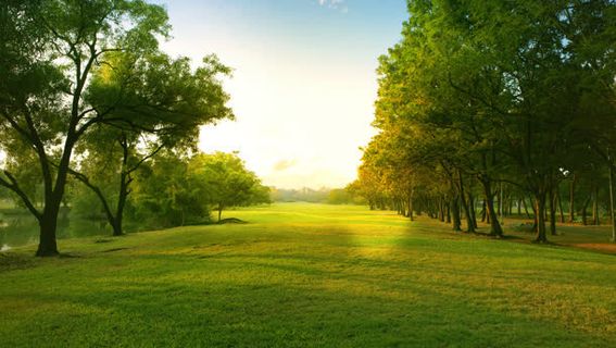 森林草坪海报背景免抠背景摄影风景元素