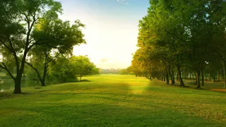 森林草坪海报背景免抠背景摄影风景元素