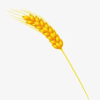 麦穗素材免抠
