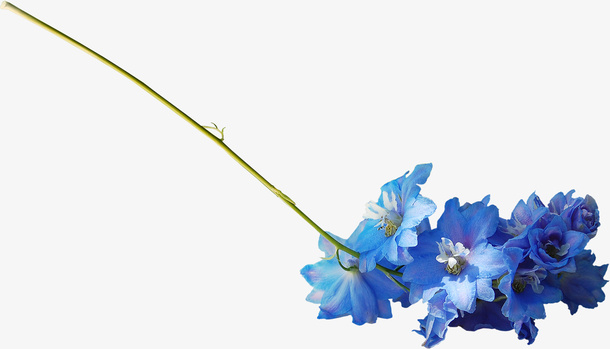 花卉免抠