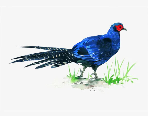蓝色的野鸡免抠