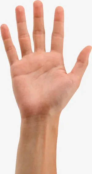 手势图片免抠