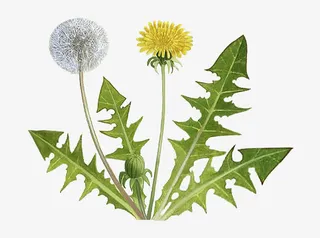 蒲公英插画免抠