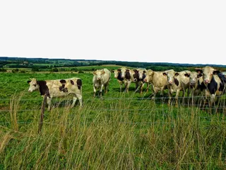 草原牧场放牧免抠