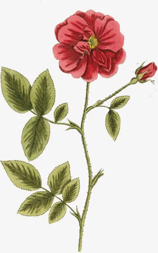 卡通月季花免抠