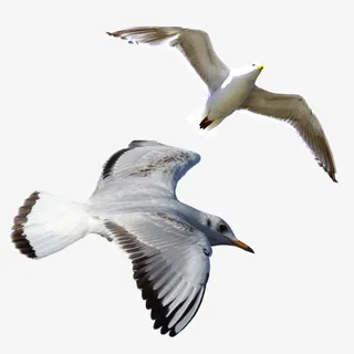 大鹏展翅鸳鸯鸥免抠