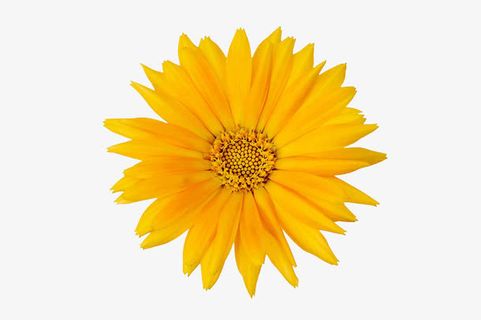 金盏花图片免抠