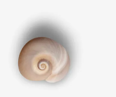 蜗牛壳免抠