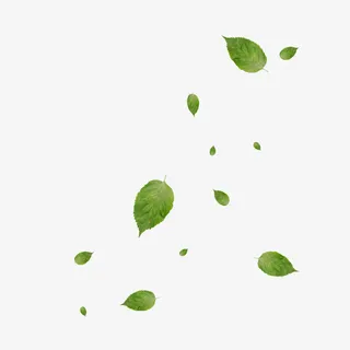 漂浮树叶免抠