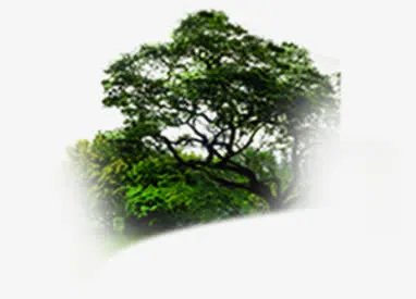 自然绿色植物样式招聘海报免抠