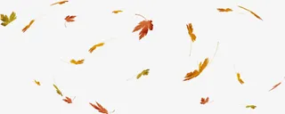 黄叶飘落免抠