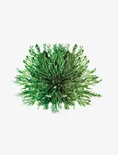 唯美清新淘宝护肤复活草免抠