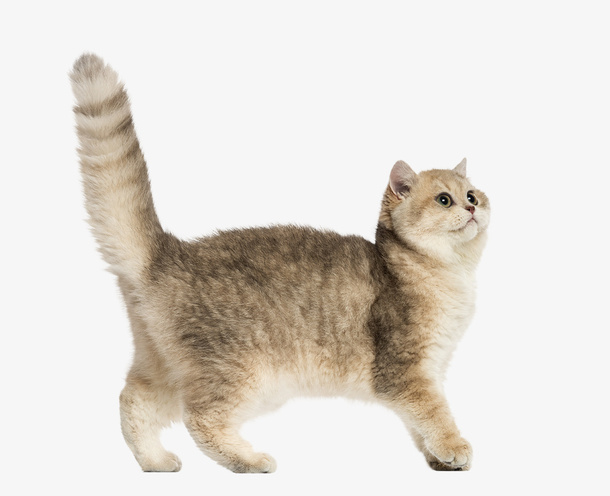 可爱长尾巴的小猫咪免抠