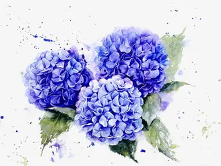 手绘绣球花免抠