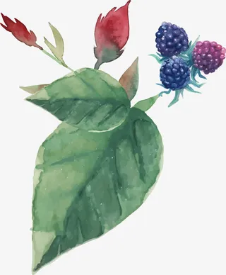 手绘水彩桑葚免抠