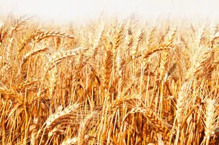 金色小麦稻田图片免抠