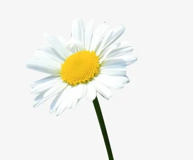 一株杭白菊图片素材免抠