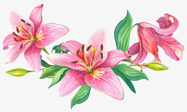 盛开的粉色花朵手绘图免抠