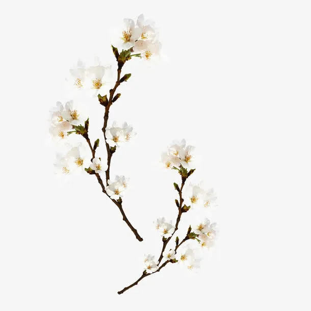 梅花免抠