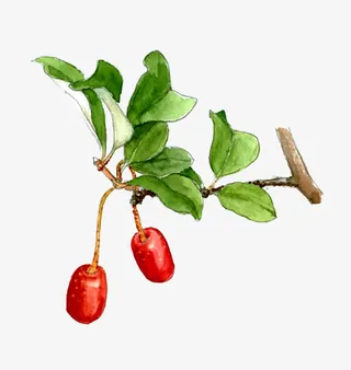 新疆和田枣零食补品手绘红枣免抠