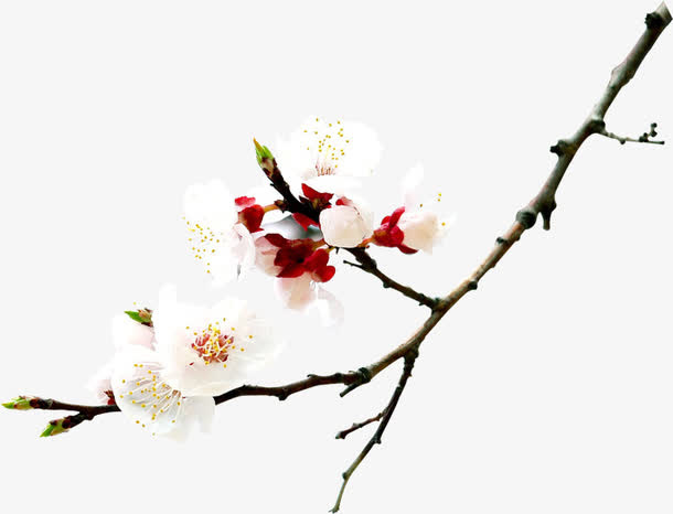 白色花朵树枝景观装饰免抠