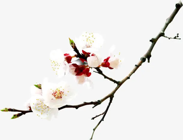 白色花朵树枝景观装饰免抠