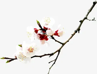 白色花朵树枝景观装饰免抠