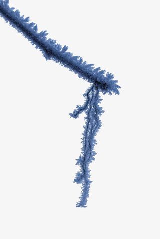 结霜的树枝免抠