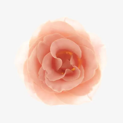 花朵免抠