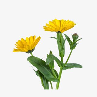 金盏花花瓣实物PNG免抠