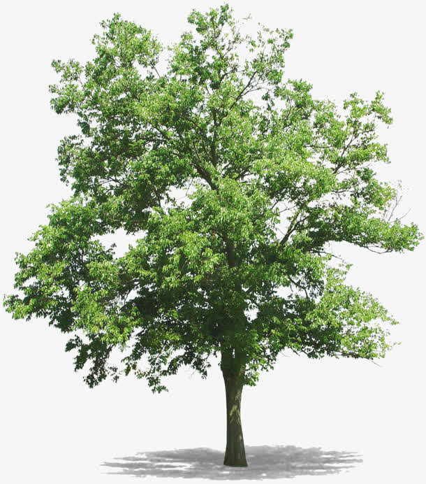 春天绿色树木免抠
