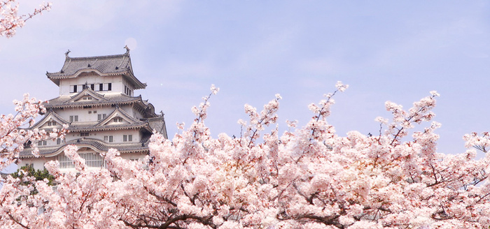 日本旅游  樱花背景  海报banner背景高清