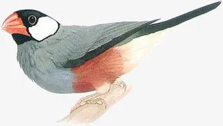 手绘灰喜鹊免抠