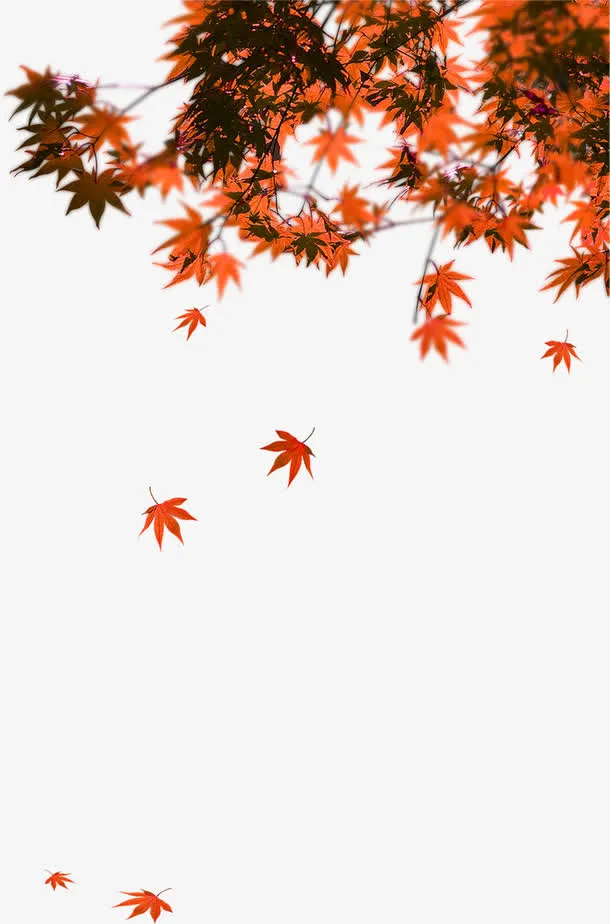 树叶免抠
