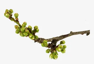 免抠透明干树枝绿花苞免抠