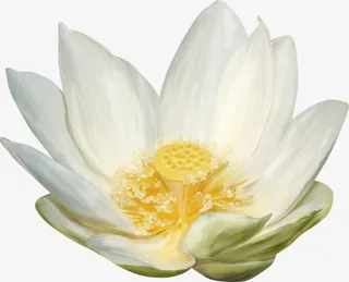 手绘白色莲花免抠