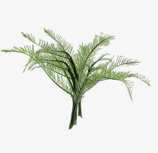 长树枝树木免抠