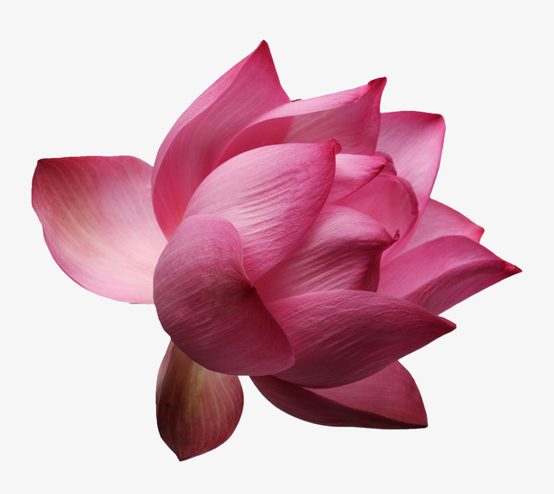 手绘花朵花朵海报背景