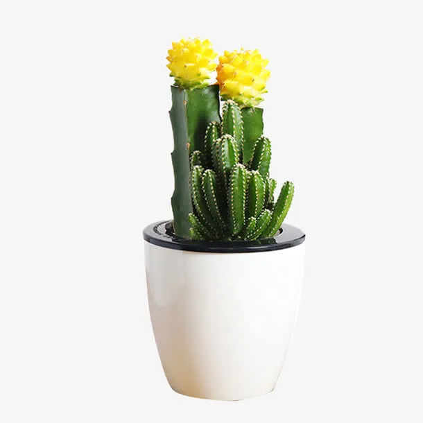 开黄花仙人掌免抠