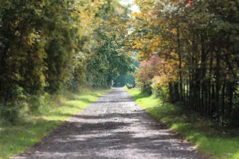乡间道路树木森林植物免抠