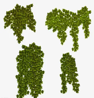 攀爬的常春藤免抠