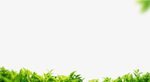 春天的草地免抠动植物植物元素
