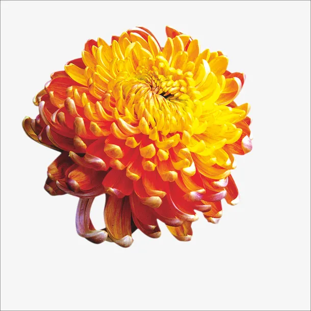 重阳鲜花免抠