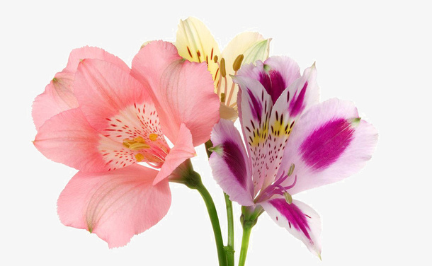 野百合的春天免抠