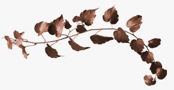 枯叶枝干免抠