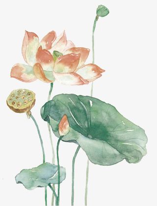 清新淡雅插图水墨水彩插画荷花免抠