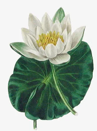 荷叶白色荷花免抠